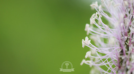 Naturaleza a vista de macro