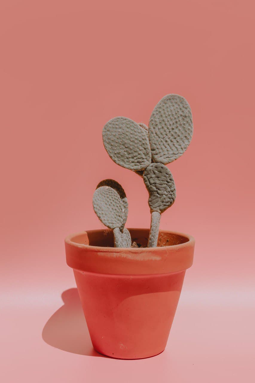 Fotografía de producto